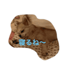 kotajirou stamp（個別スタンプ：11）