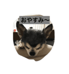 kotajirou stamp（個別スタンプ：12）