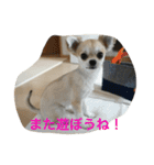 kotajirou stamp（個別スタンプ：13）