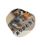 ヨーキーのマロン次郎（個別スタンプ：7）