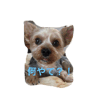 ヨーキーのマロン次郎（個別スタンプ：9）