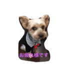 ヨーキーのマロン次郎（個別スタンプ：10）