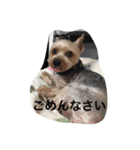 ヨーキーのマロン次郎（個別スタンプ：13）