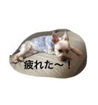 ヨーキーのマロン次郎（個別スタンプ：14）