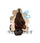 ココフォト4（個別スタンプ：1）