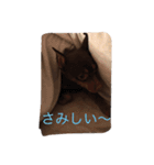 ココフォト4（個別スタンプ：3）