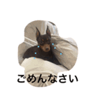 ココフォト4（個別スタンプ：8）