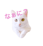 白猫兄妹のマシュマロ（個別スタンプ：1）