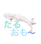 白猫兄妹のマシュマロ（個別スタンプ：3）