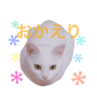 白猫兄妹のマシュマロ（個別スタンプ：4）