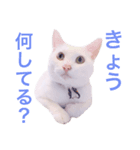 白猫兄妹のマシュマロ（個別スタンプ：7）