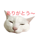 白猫兄妹のマシュマロ（個別スタンプ：8）