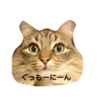 ノルウェージャンのひとりごと1（個別スタンプ：4）