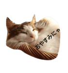 ノルウェージャンのひとりごと1（個別スタンプ：7）