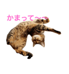 ラモーン 小町 小鉄（個別スタンプ：4）
