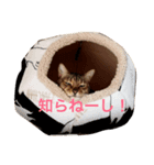 ラモーン 小町 小鉄（個別スタンプ：5）