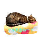 ラモーン 小町 小鉄（個別スタンプ：6）