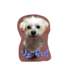 ちろこぶ（個別スタンプ：1）