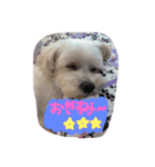 ちろこぶ（個別スタンプ：5）