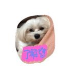 ちろこぶ（個別スタンプ：20）