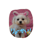 ちろこぶ（個別スタンプ：31）