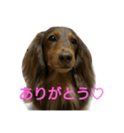 ミニチュアダックスのシフォンちゃん（個別スタンプ：12）