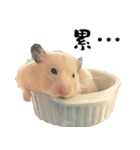 Long face Pika daily.（個別スタンプ：1）
