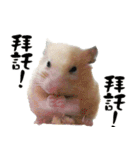 Long face Pika daily.（個別スタンプ：2）
