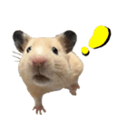 Long face Pika daily.（個別スタンプ：3）