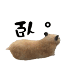Long face Pika daily.（個別スタンプ：4）
