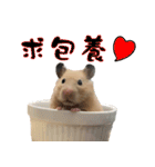 Long face Pika daily.（個別スタンプ：5）