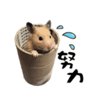 Long face Pika daily.（個別スタンプ：6）