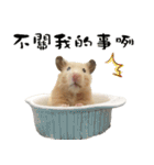 Long face Pika daily.（個別スタンプ：7）
