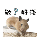 Long face Pika daily.（個別スタンプ：10）