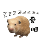 Long face Pika daily.（個別スタンプ：11）