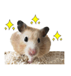 Long face Pika daily.（個別スタンプ：13）