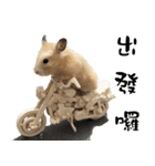 Long face Pika daily.（個別スタンプ：14）