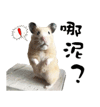 Long face Pika daily.（個別スタンプ：15）