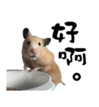 Long face Pika daily.（個別スタンプ：16）