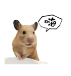 Long face Pika daily.（個別スタンプ：17）