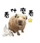 Long face Pika daily.（個別スタンプ：19）