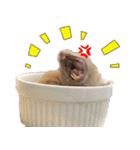 Long face Pika daily.（個別スタンプ：20）