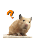 Long face Pika daily.（個別スタンプ：21）