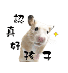 Long face Pika daily.（個別スタンプ：22）