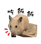 Long face Pika daily.（個別スタンプ：23）