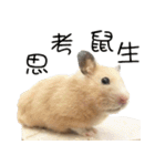 Long face Pika daily.（個別スタンプ：24）