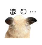 Long face Pika daily.（個別スタンプ：25）