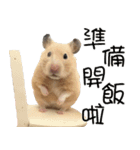 Long face Pika daily.（個別スタンプ：26）