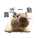 Long face Pika daily.（個別スタンプ：27）