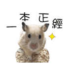 Long face Pika daily.（個別スタンプ：28）